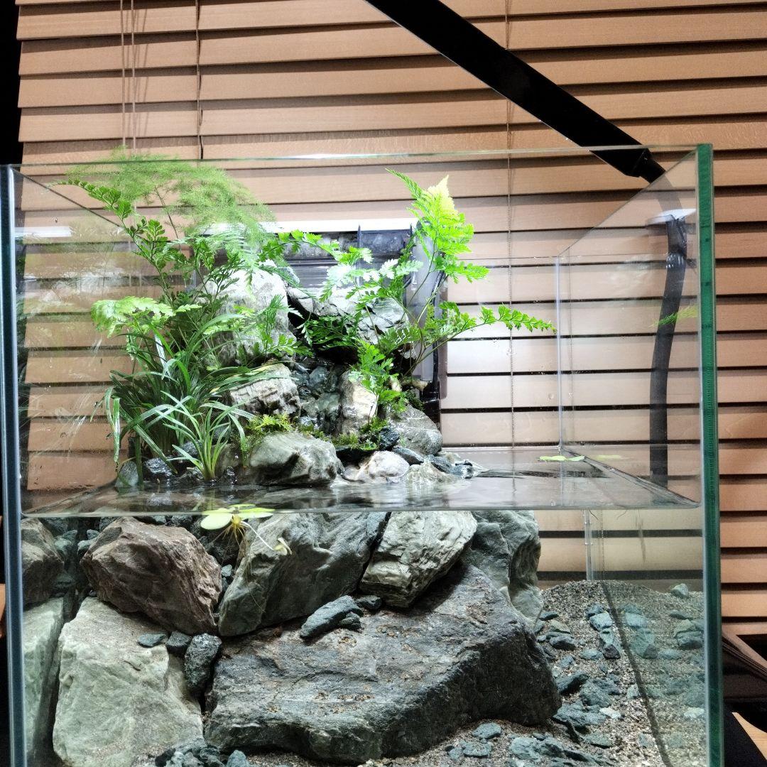 アクアテラリウム完成品】渓流アクアリウム＋テラリウム30cmキューブ水槽