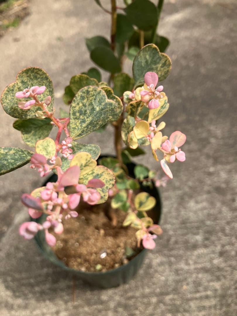 樹形の整った超特大の山採り極上株 ハイノキ 株立 554 樹高2.3m位 高級樹