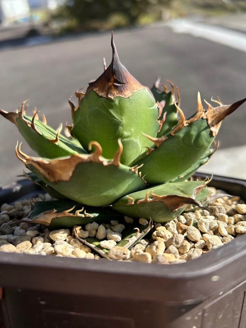 パリー ラッキーストライプ 吉祥天 斑入り 錦 アガベ ドライガーデン