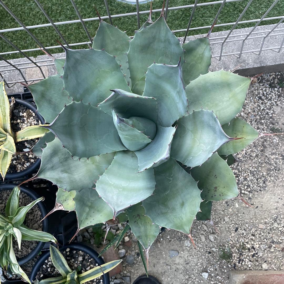 大株 アガベ ブルーブライアン モンタナ パラサナ パリー ハイブリッド 屋外株