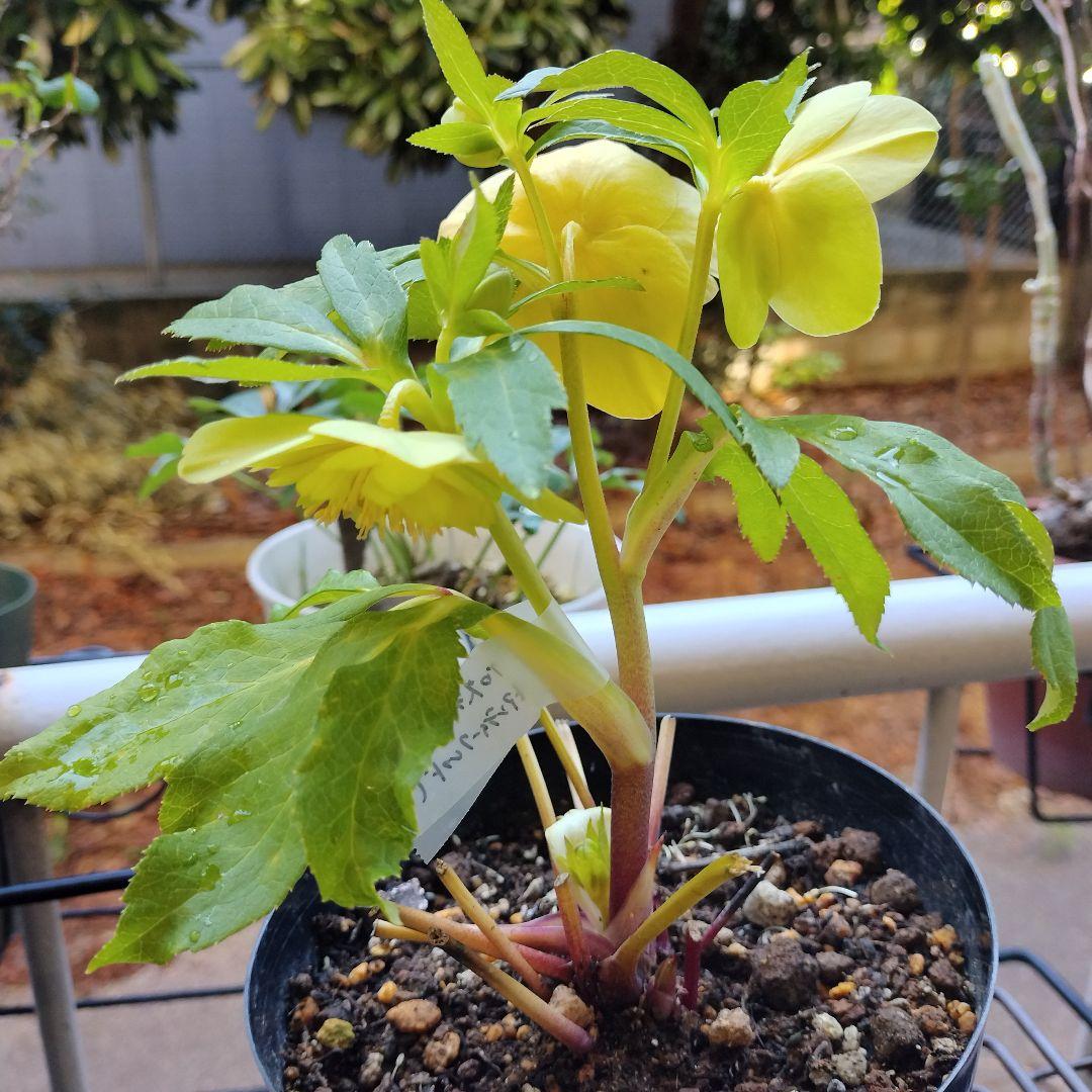 クリスマスローズ開花株　sdグリーンゴールド大和園　sd多弁アンティーク他交配済