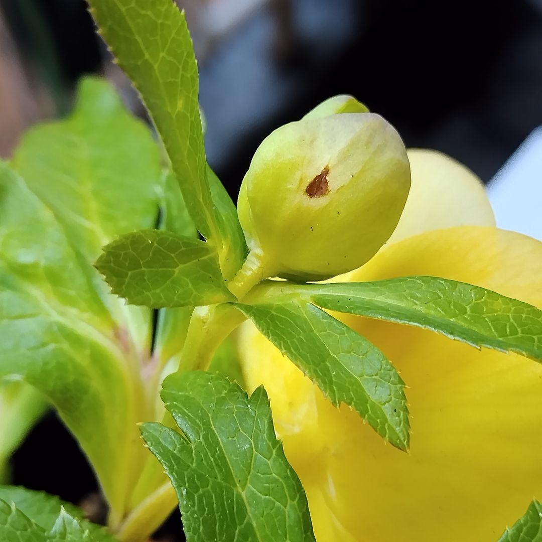 クリスマスローズ開花株　sdグリーンゴールド大和園　sd多弁アンティーク他交配済