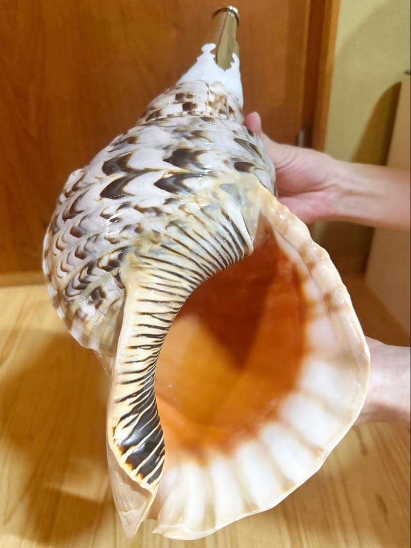 特大40㎝修験道法螺貝　山伏　密教　魔除け　熊よけ❣️ホラガイ