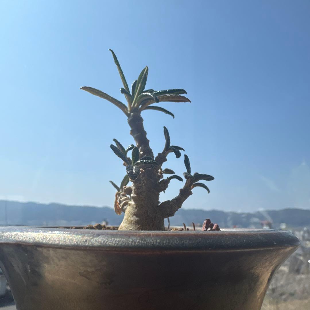 実生　ドルステニア　ギガス　紅葉中