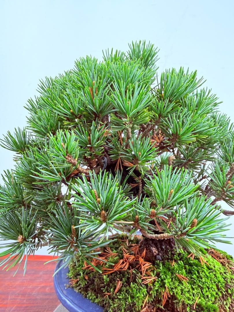 【ガチ盆栽】福娘　五葉松　小品盆栽　激古　持ち込み古