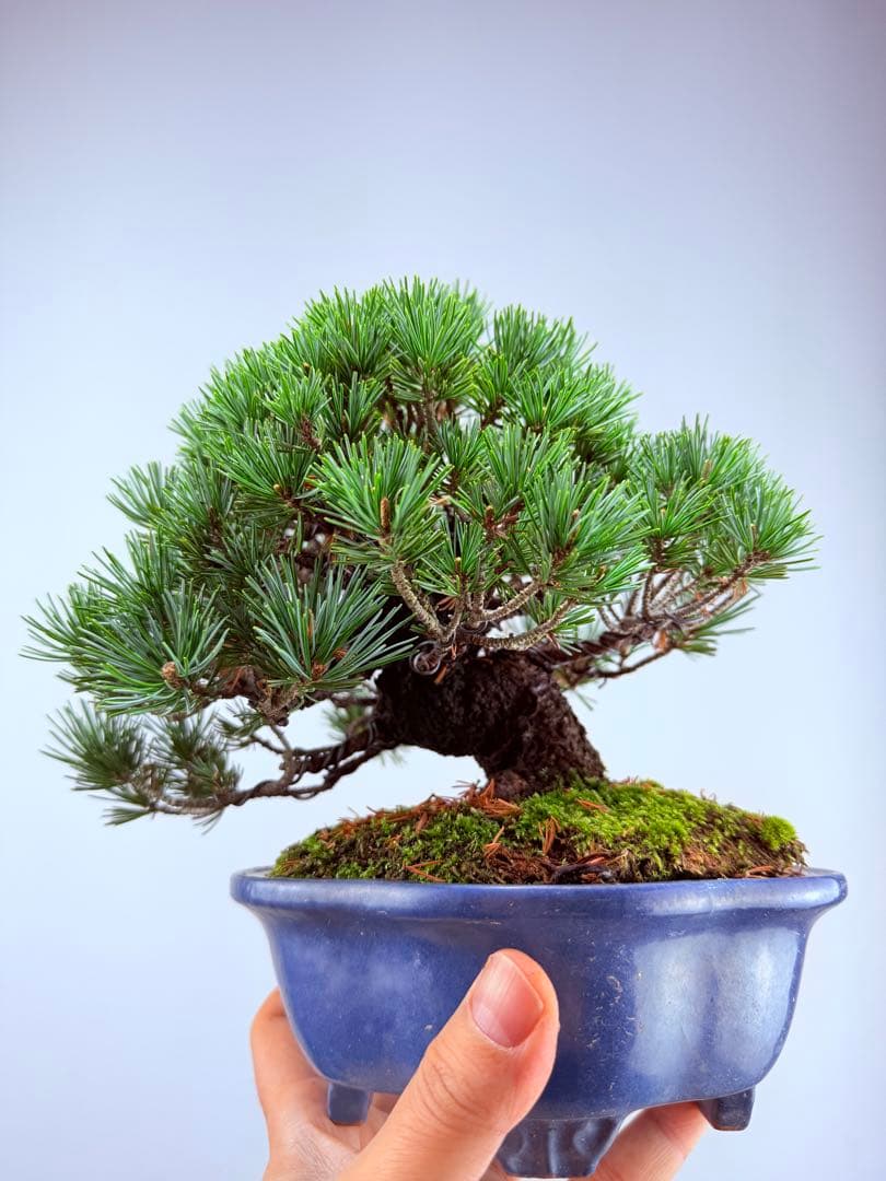 【ガチ盆栽】福娘　五葉松　小品盆栽　激古　持ち込み古