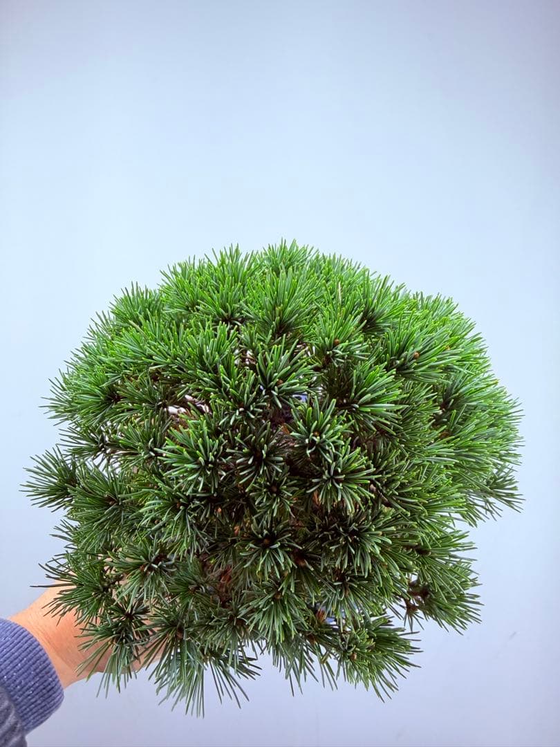 【ガチ盆栽】福娘　五葉松　小品盆栽　激古　持ち込み古