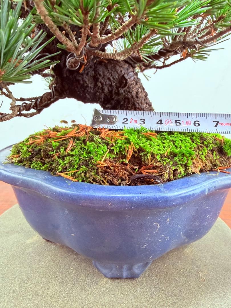 【ガチ盆栽】福娘　五葉松　小品盆栽　激古　持ち込み古