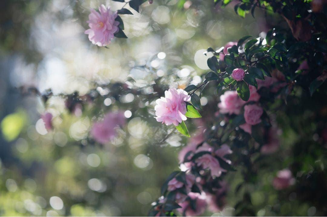 Nikon Z6ii 85mm f1.8 単焦点セット