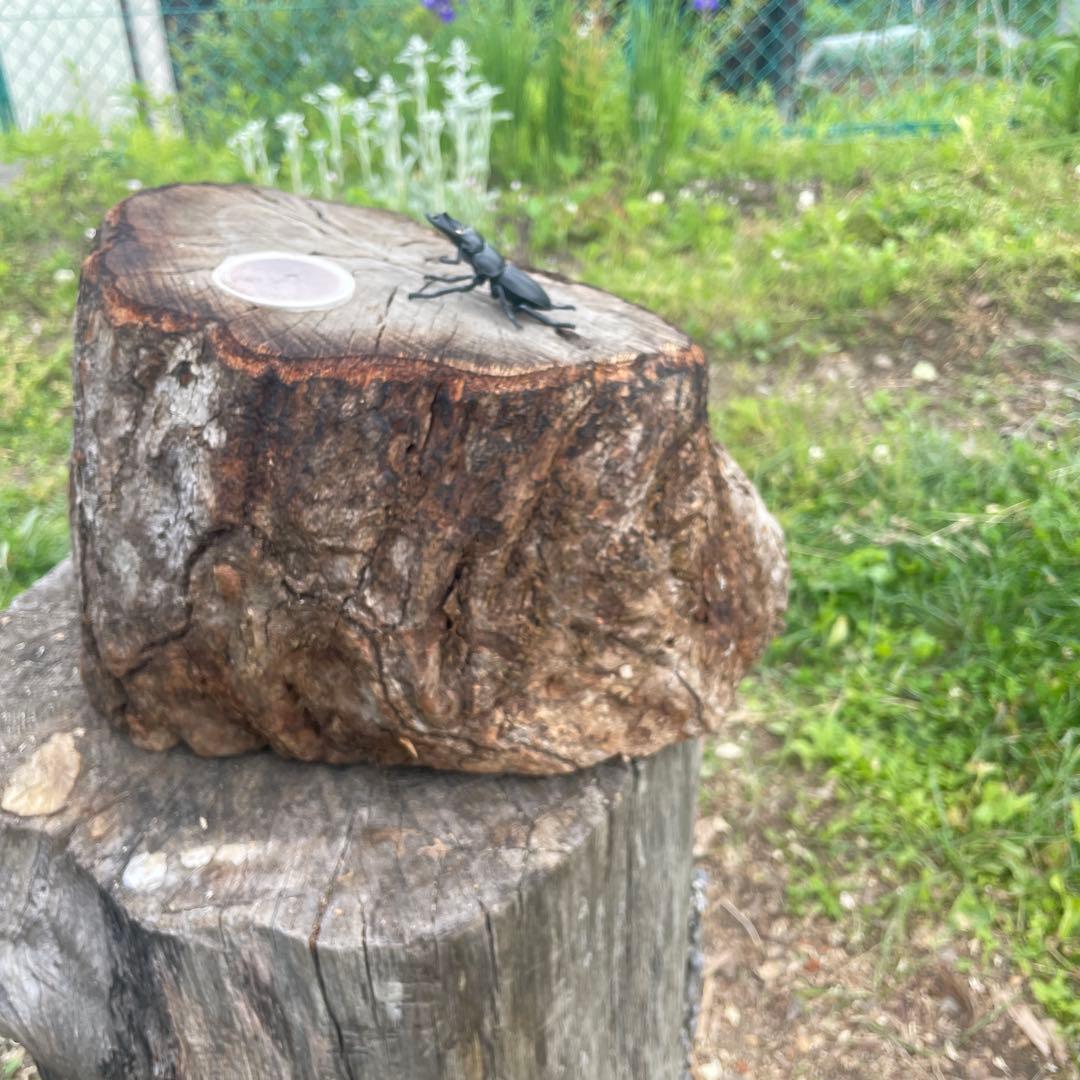 クワリウム シェルター 登り木 エサ台