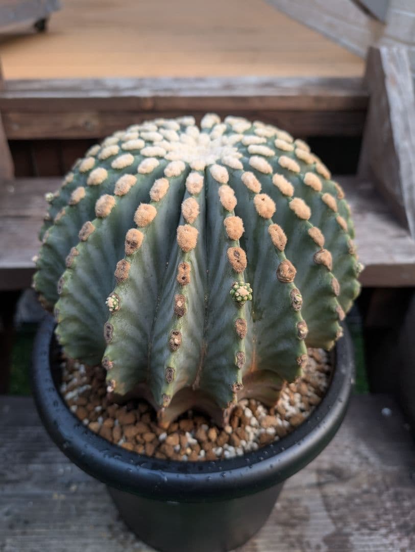 Omc Labo】極上3 フェロカクタス刺無王冠竜 希少 サボテン 古木