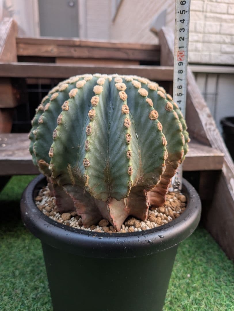 Omc Labo】極上3 フェロカクタス刺無王冠竜 希少 サボテン 古木 | 激安