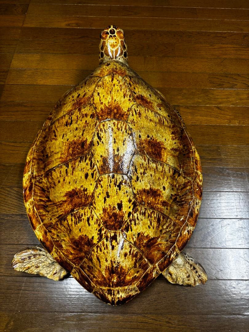 亀の剥製