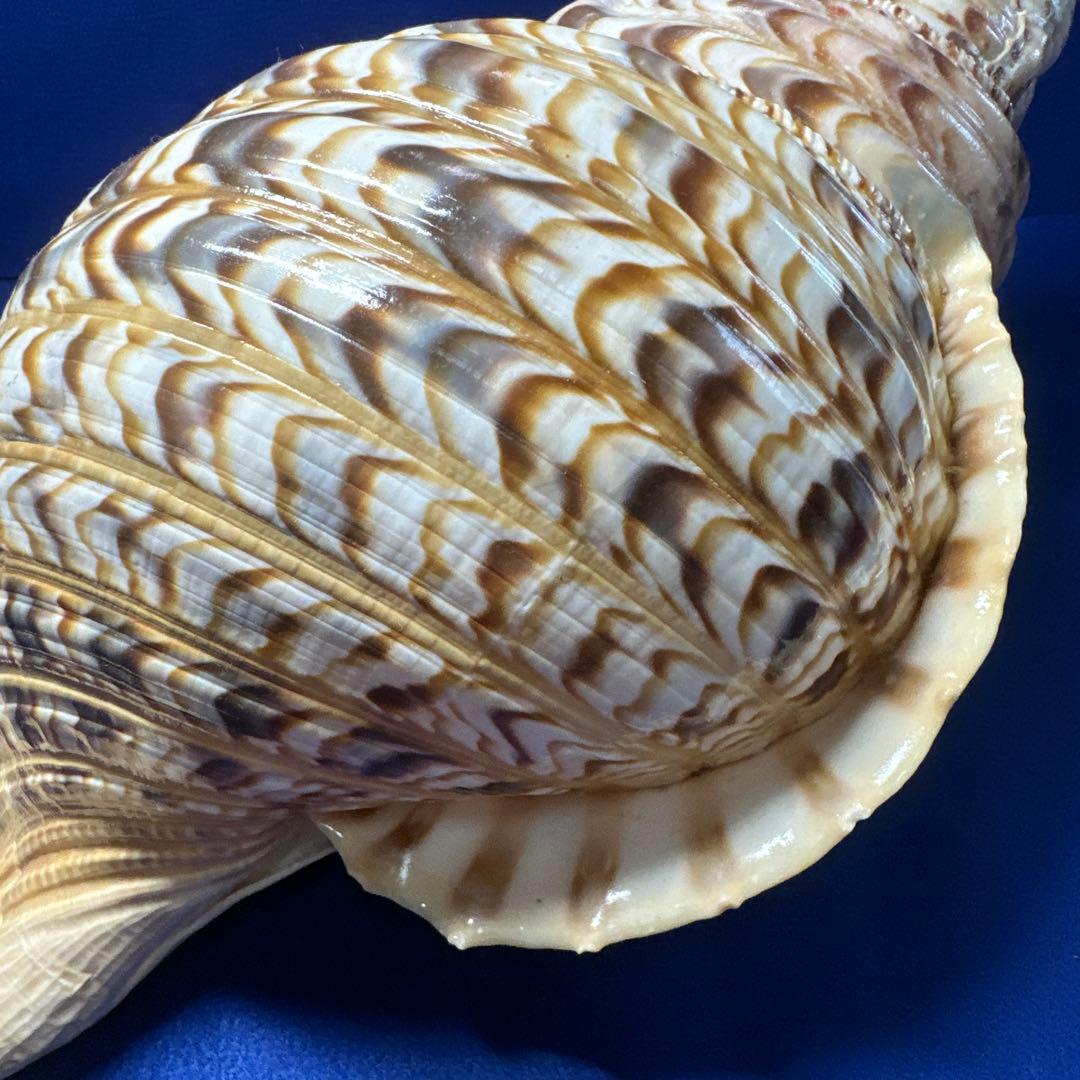 徳大法螺貝ホラ貝ほらがい三伏魔除け熊よけ