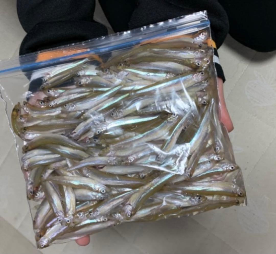 オススメ 氷上ワカサギ釣り ステンレス穂先 2本 250ミリ | 激安通販の