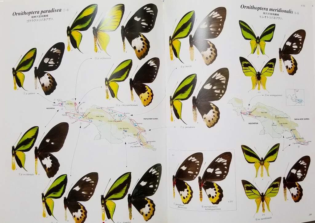 トリバネチョウ生態図鑑 Birdwing Butterflies 松香宏隆 美品 - メルカリ