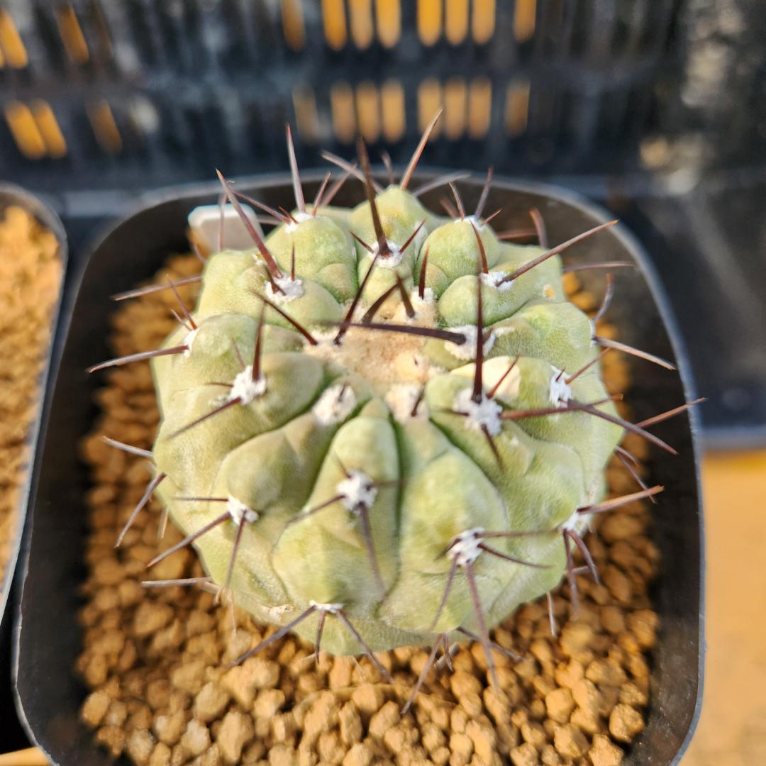 タ*ン様 12/27まで　コピアポア　コルムナアルバ　孤竜丸