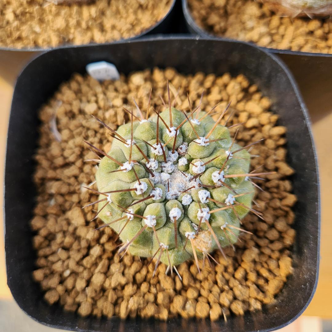 タ*ン様 12/27まで　コピアポア　コルムナアルバ　孤竜丸