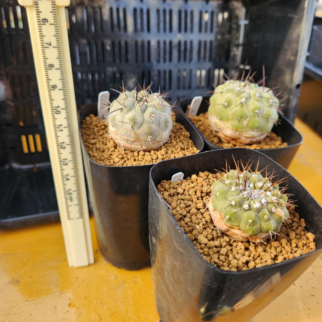 タ*ン様 12/27まで　コピアポア　コルムナアルバ　孤竜丸