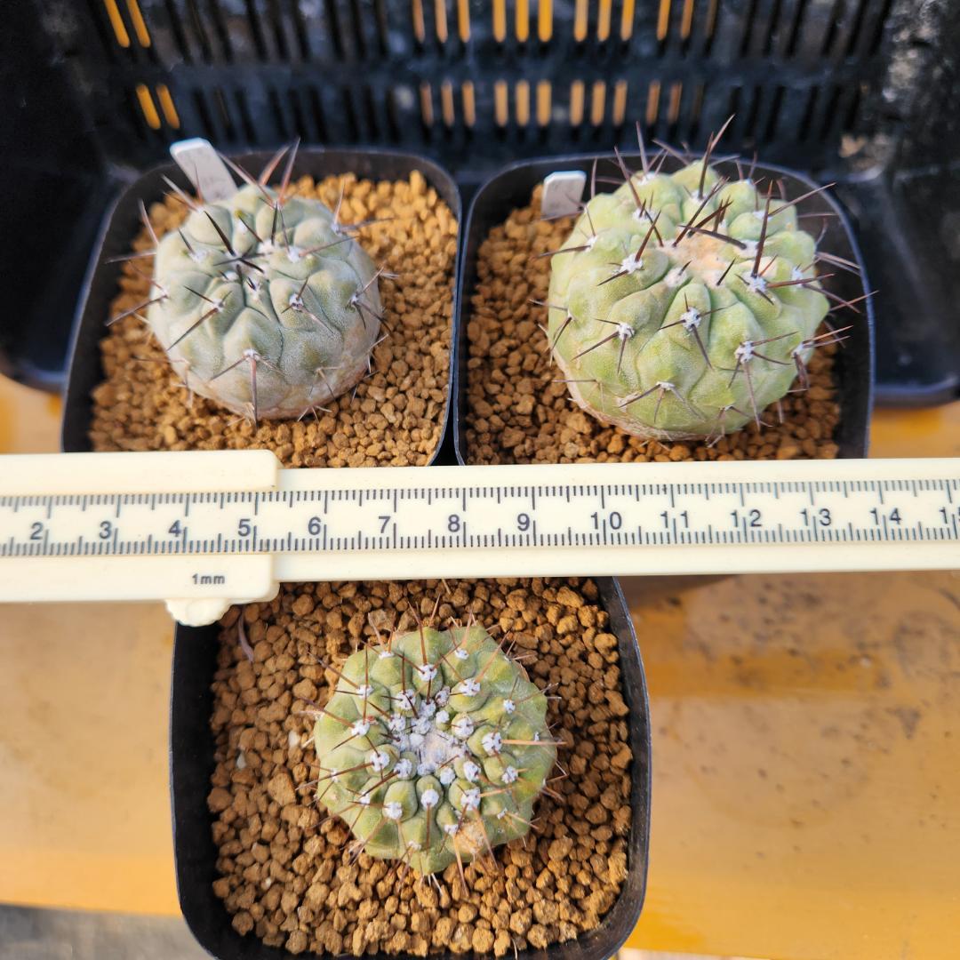 タ*ン様 12/27まで　コピアポア　コルムナアルバ　孤竜丸