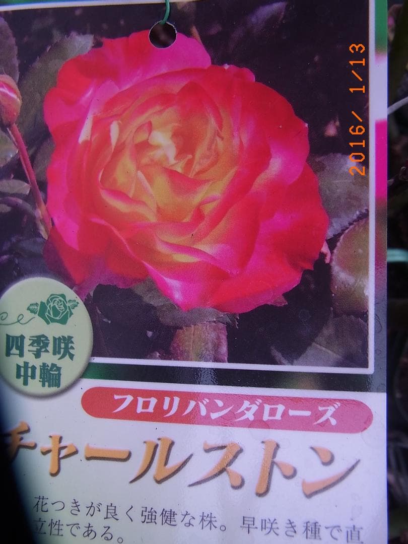 エ*メ様 5320 チャール6849イブ6210 5310ブラス