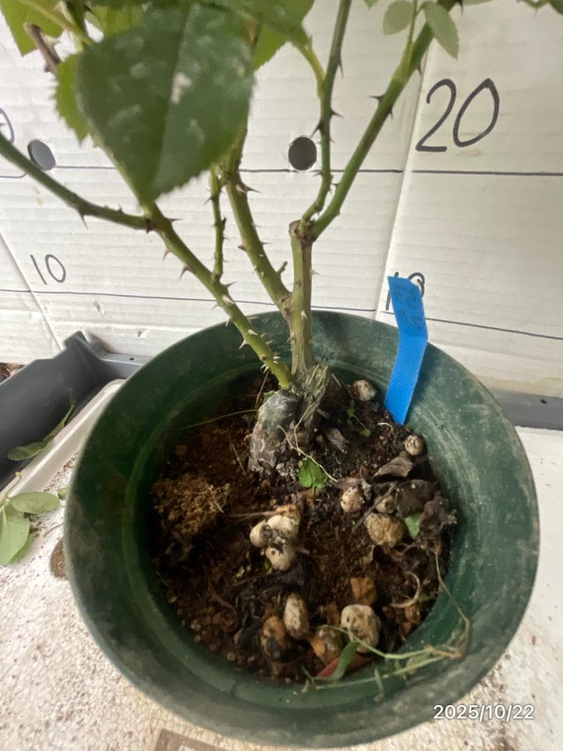 エ*メ様 5320 チャール6849イブ6210 5310ブラス