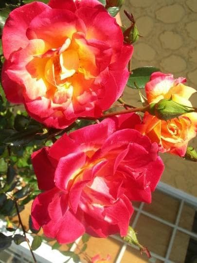 エ*メ様 5320 チャール6849イブ6210 5310ブラス