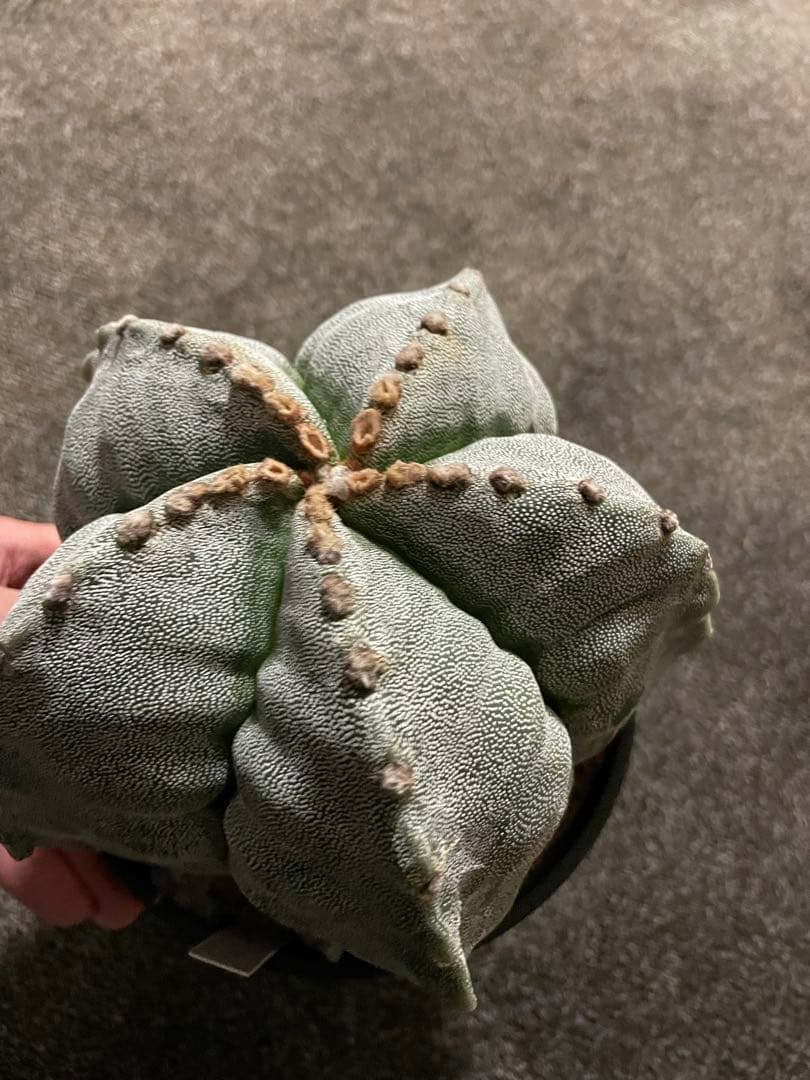 セーール　特大　山川ストロンギ　肋骨　実生