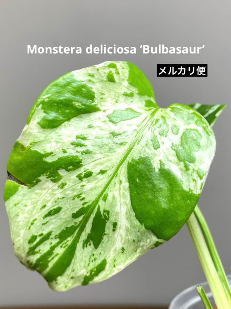 全葉斑入り‼️】モンステラ デリシオーサ バルバソー フシギダネ