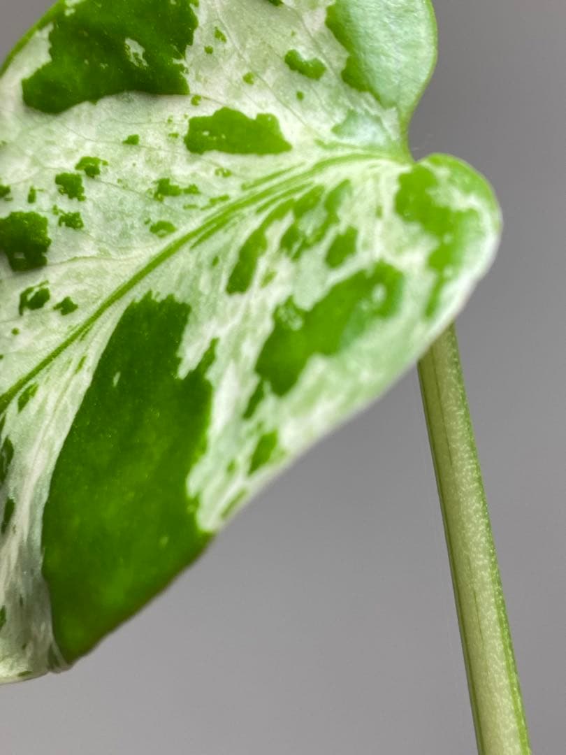 全葉斑入り‼️】モンステラ デリシオーサ バルバソー フシギダネ