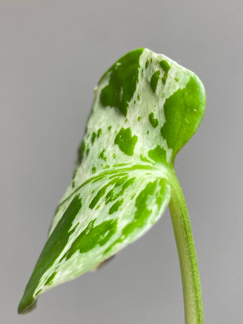 全葉斑入り‼️】モンステラ デリシオーサ バルバソー フシギダネ