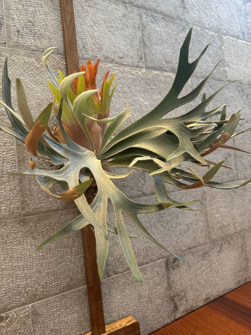 P.FSQ (vp#5 In Flames) 子株 ビカクシダ インフレームス