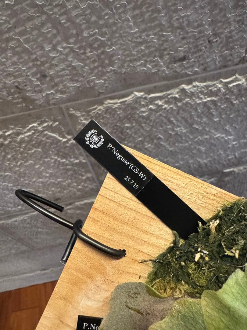 P.FSQ (vp#5 In Flames) 子株 ビカクシダ インフレームス