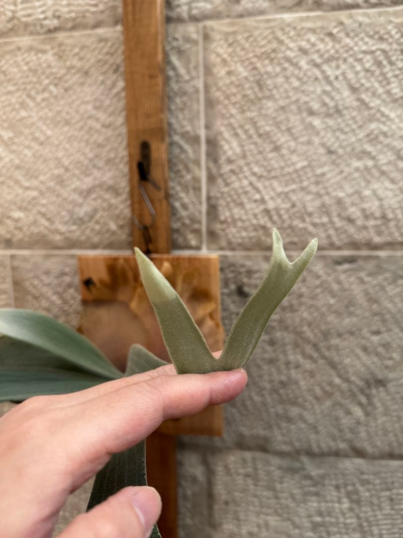 P.FSQ (vp#5 In Flames) 子株 ビカクシダ インフレームス