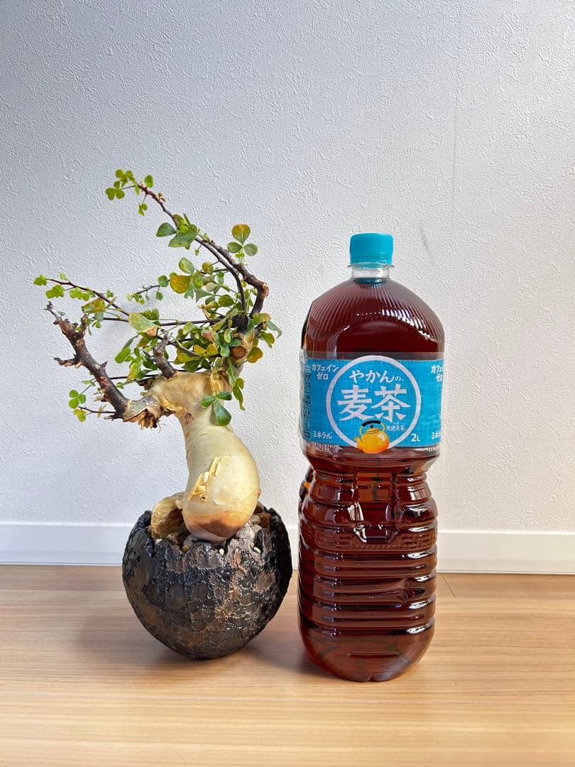 発根済】コミフォラカタフ ピュア ソマリア産 中川智治 - メルカリ