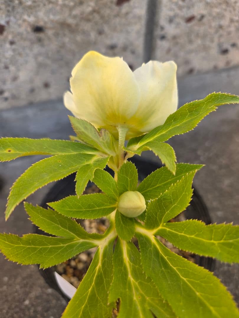 クリスマスローズ　かぐや姫