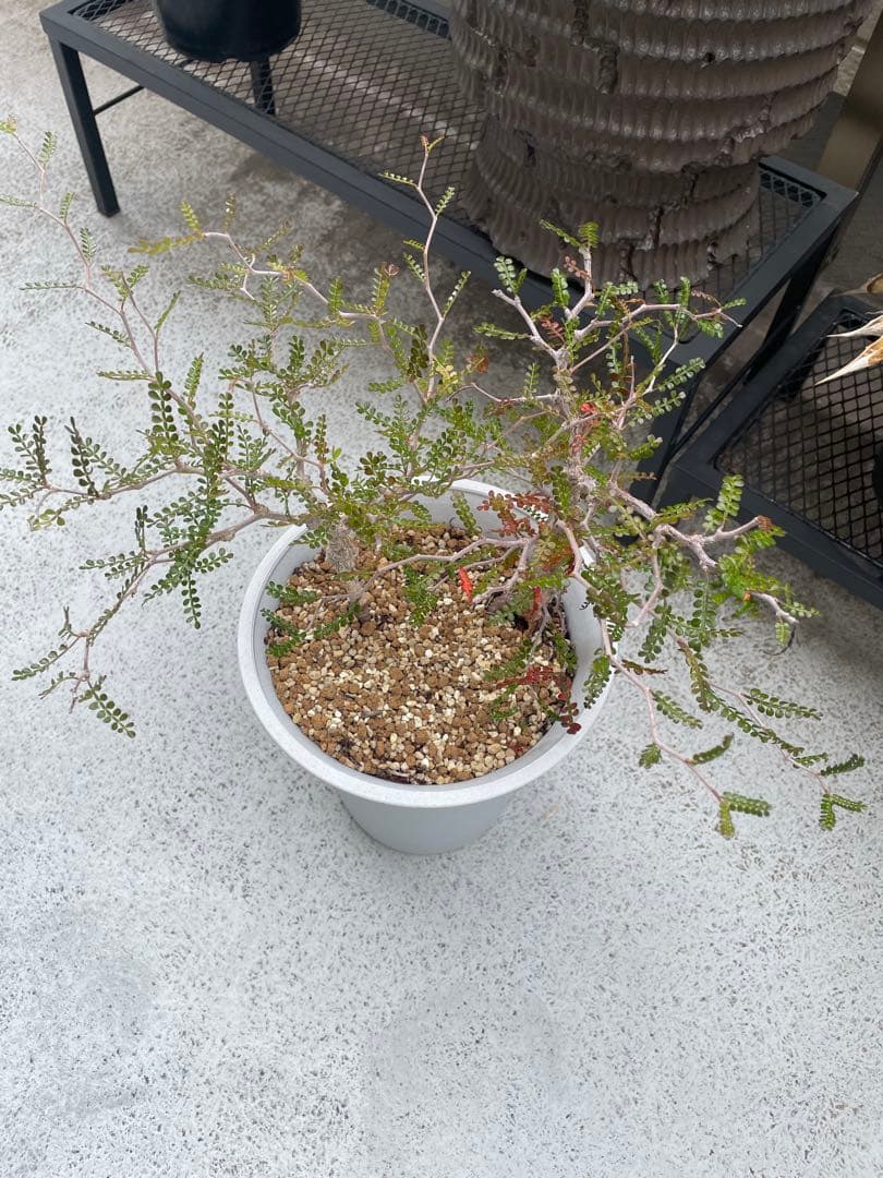 パキプス　実生　2株