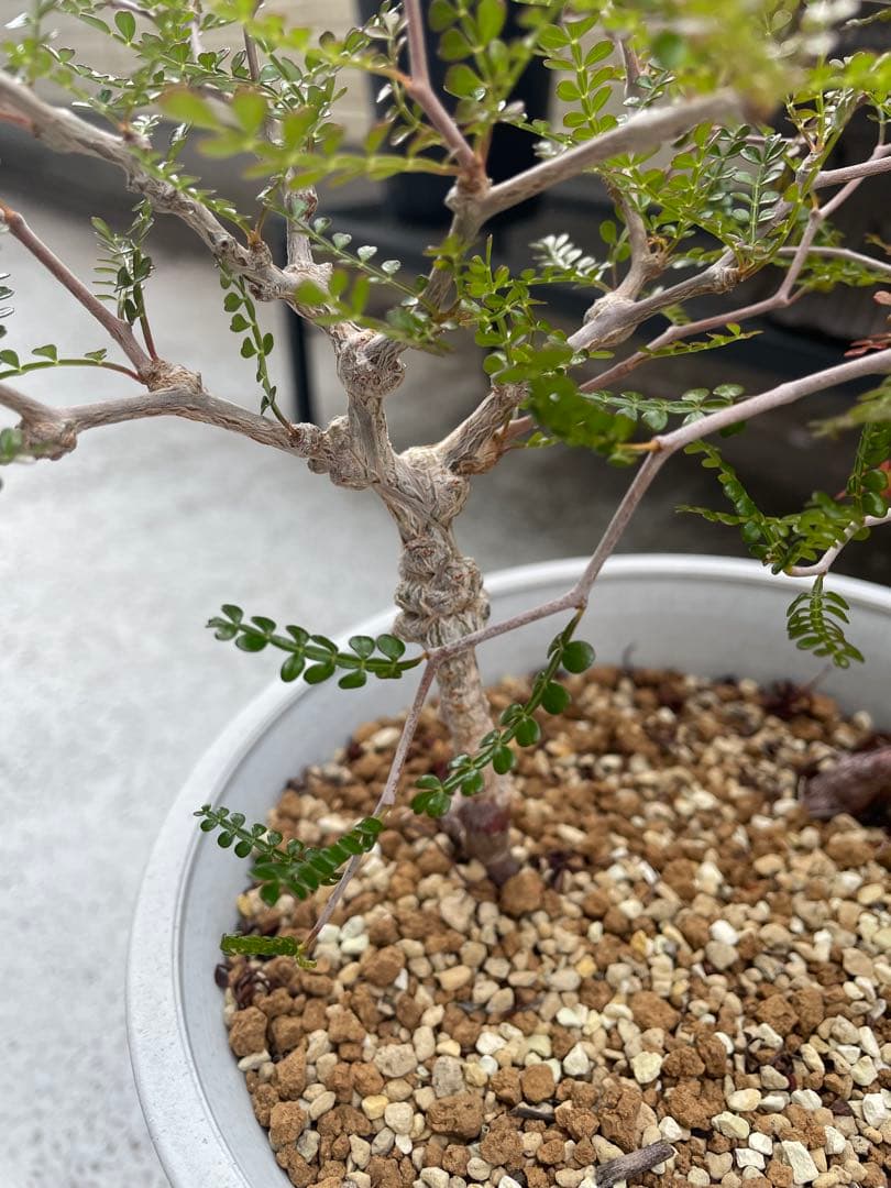 パキプス　実生　2株