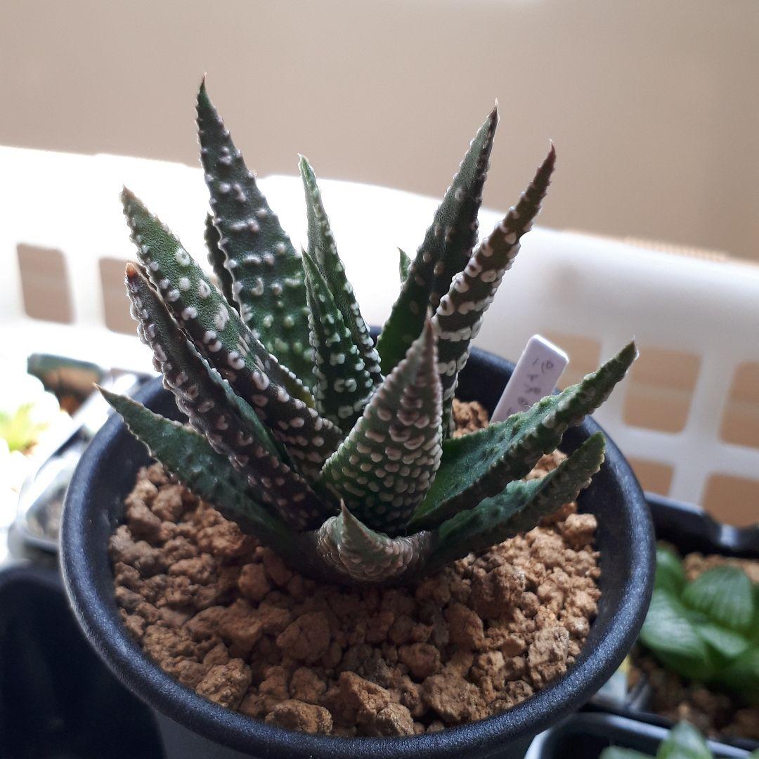 ハオルチア パイプのけむり - メルカリ