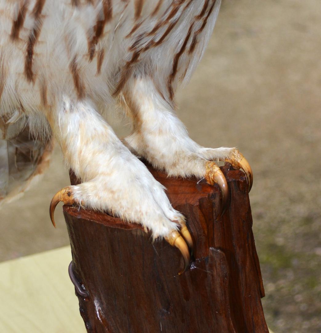 即決 本土フクロウ 剥製 インテリア 置物 飾り物「国際希少野生動植物