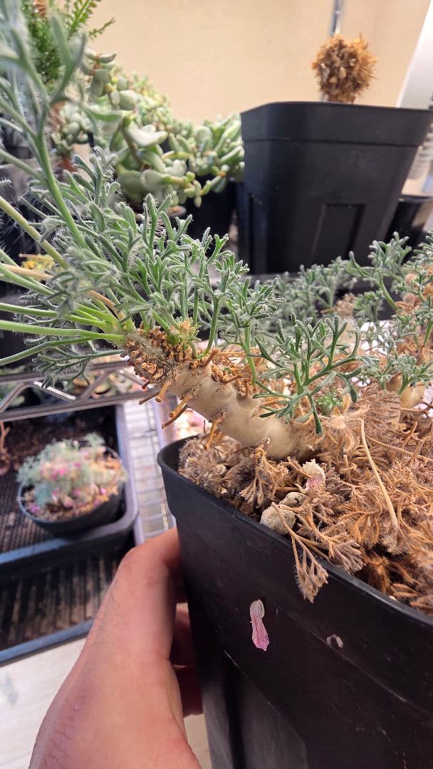 サウコカウロン　ペニクリナム　大株