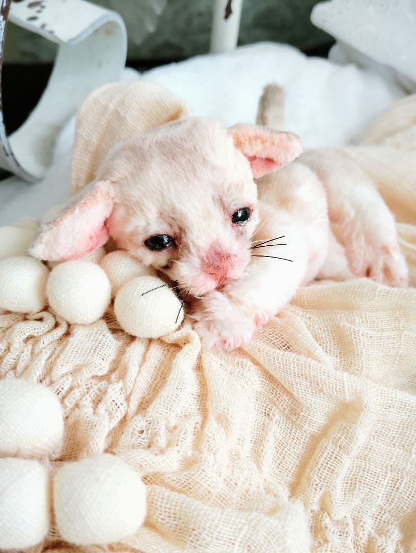 生後10日♡リアルな子♡フェネック赤ちゃん♡アートドール