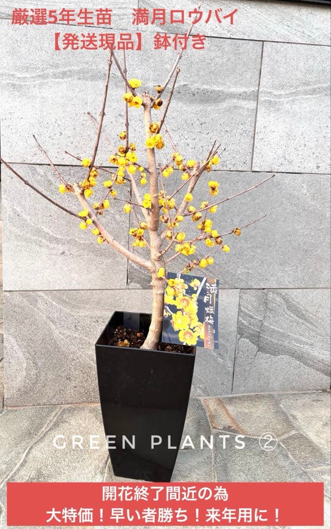 最終・開花後半の為大特価✨蝋梅ロウバイ「満月」接木5年 大苗 来年用