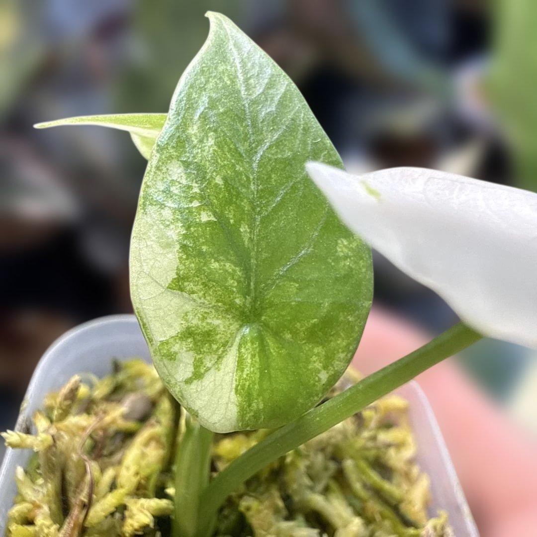 美株 アロカシア シヌアータ アルボ