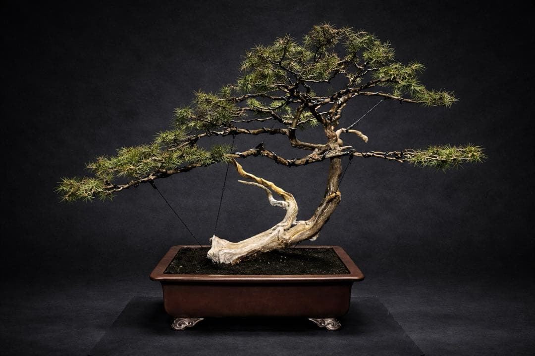 杜松盆栽 ☆山木☆ 樹齢150年越