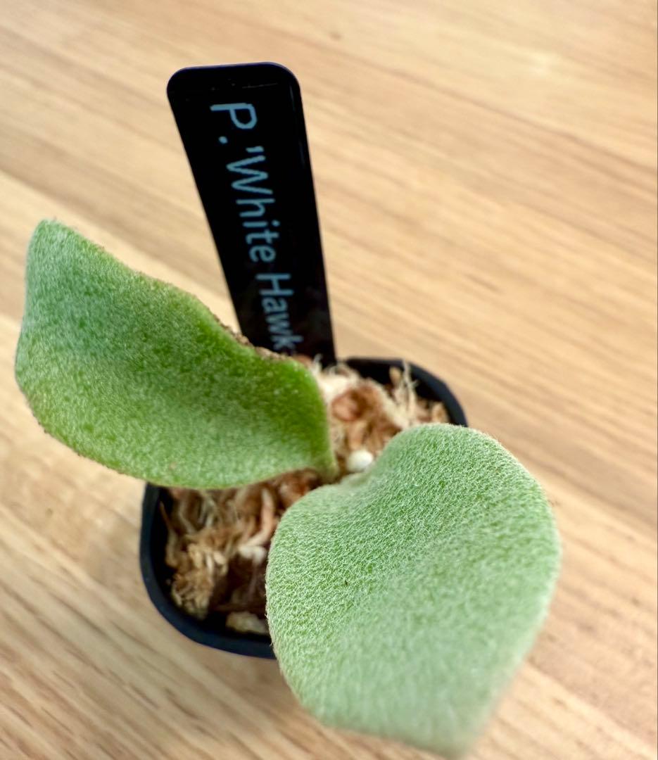 ビカクシダ　セット　マダガスカリエンセ　リドレイ　など