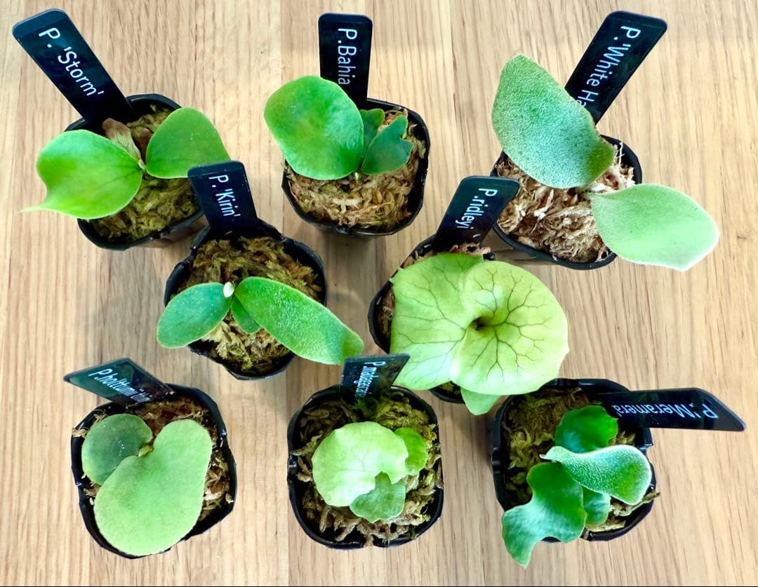 ビカクシダ　セット　マダガスカリエンセ　リドレイ　など