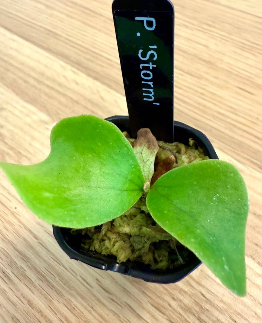 ビカクシダ　セット　マダガスカリエンセ　リドレイ　など