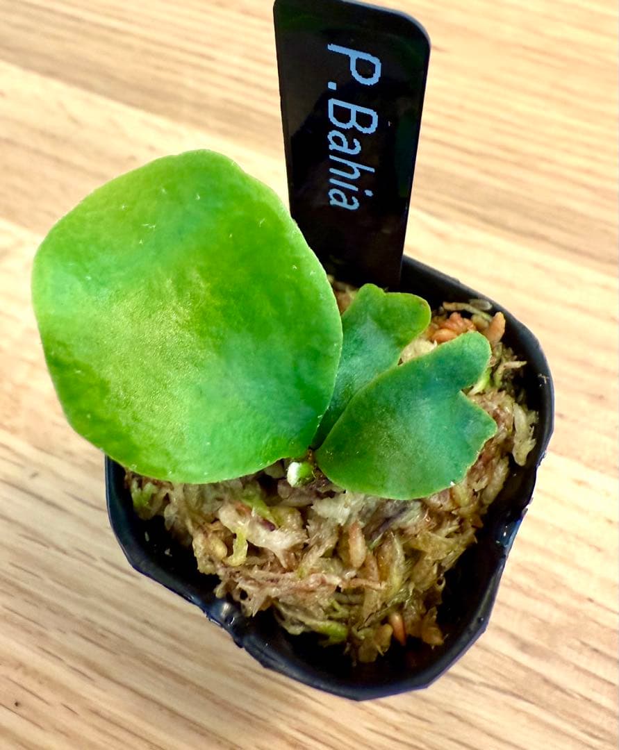 ビカクシダ　セット　マダガスカリエンセ　リドレイ　など