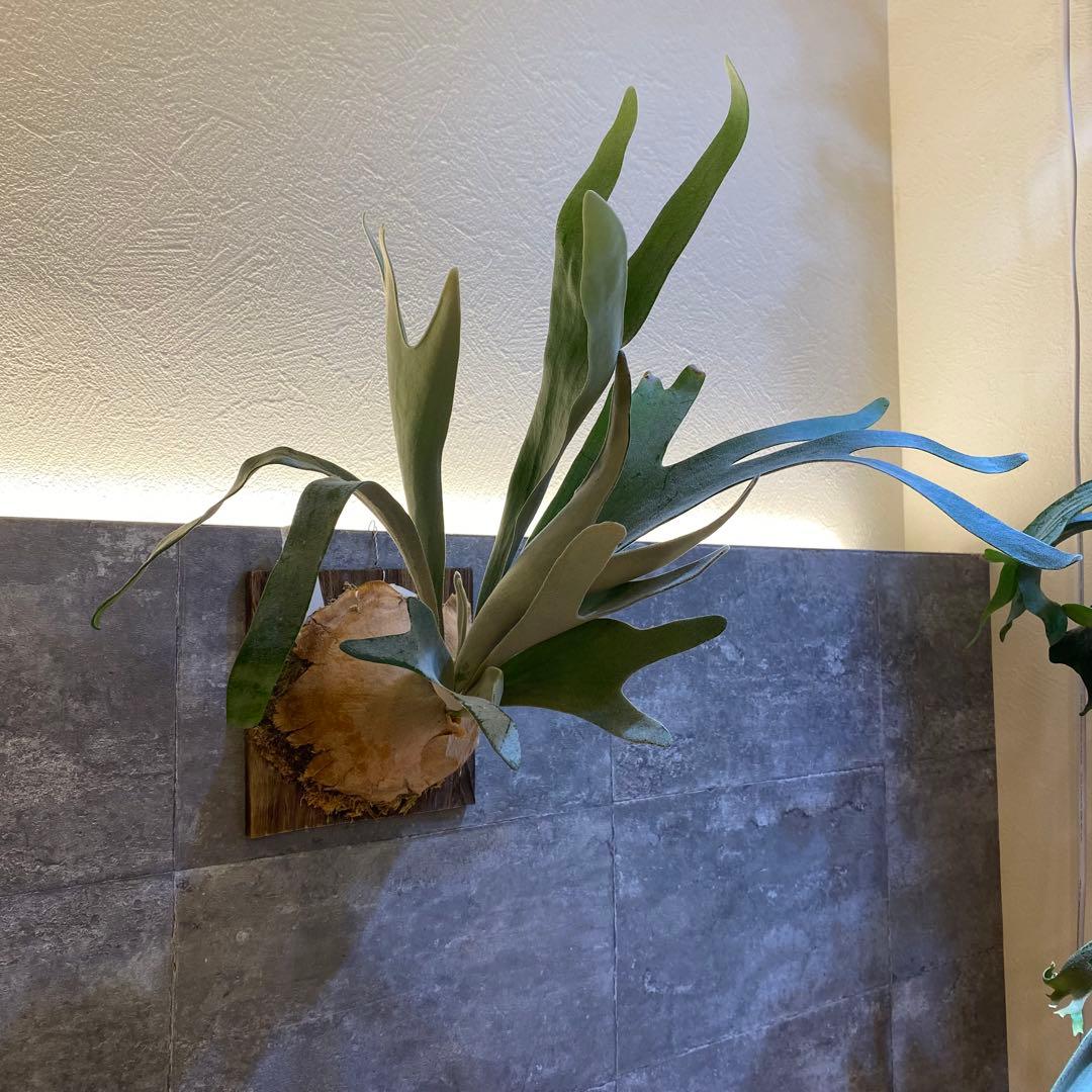 P.elsa oc エルサ　　ビカクシダ